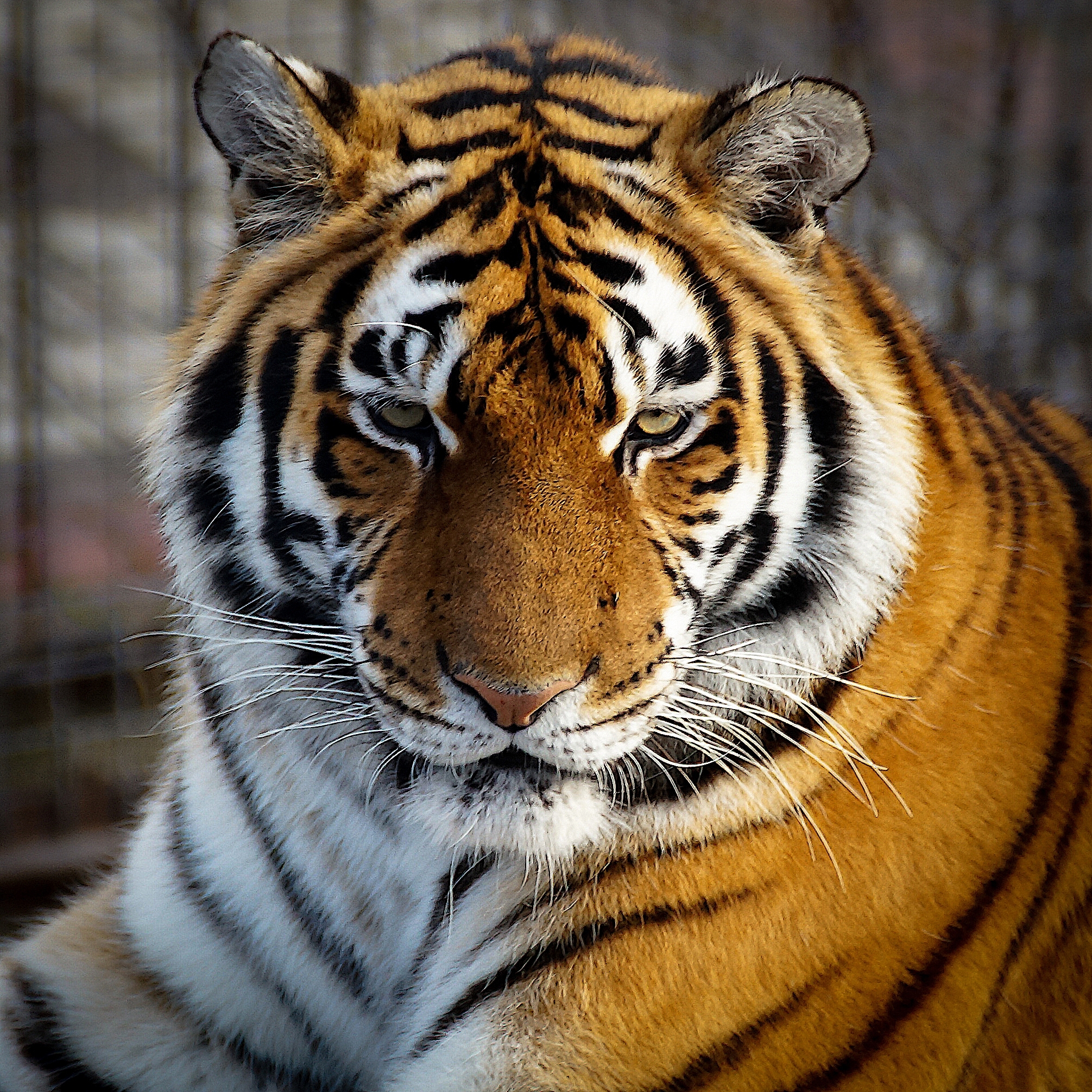 Big cats of Taigan Park - Series My Crimea, My, Taigan Lions Park, Crimea, Russia, a lion, Tiger, The park, Cat family, Big cats, Travel across Russia, White tiger, Amur tiger, The photo, Longpost