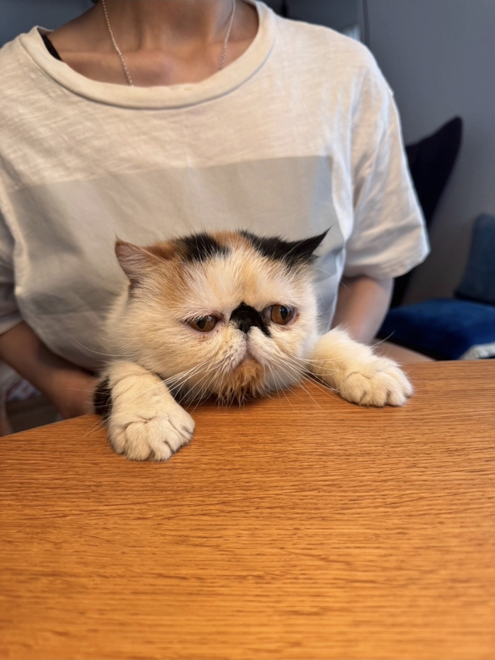 Кот дня