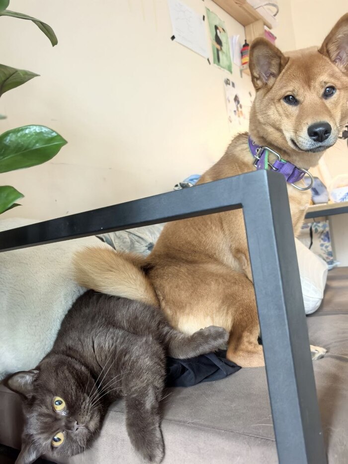 Котопёёёс! котопёёёс, единственный в мире малыш котопёс!