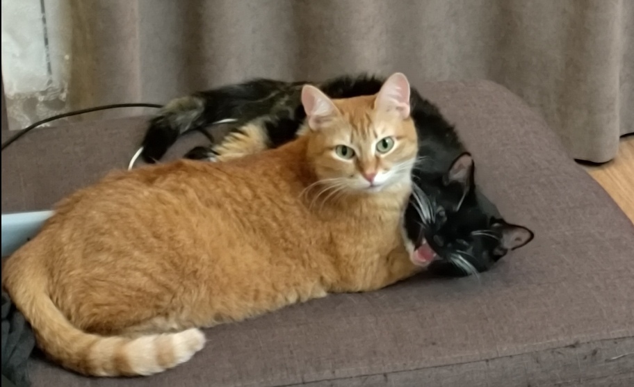 Thank you for 8 years - Animals, Pets, cat