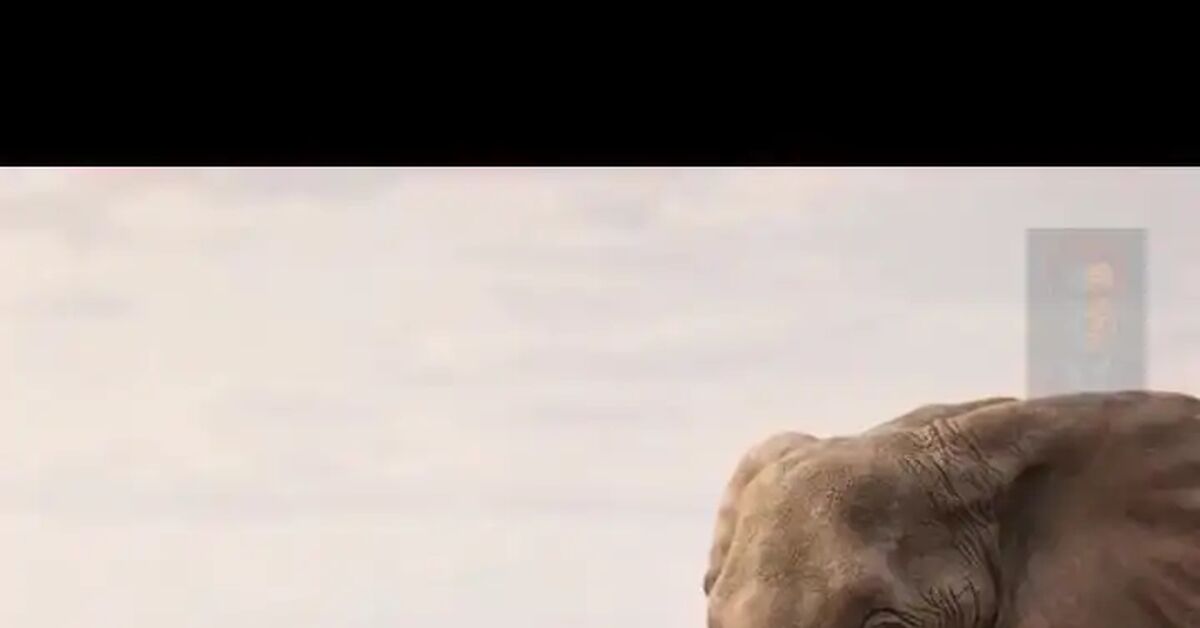 A Joke About the Elephant and the Hedgehog - Neural Network Content, Neural Networks, Artificial Intelligence, Computer graphics, Joke, Video, Vertical video, Short videos, , Telegram (link)
