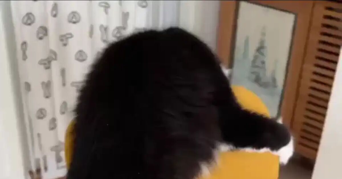 Who is this? What do you want? - Short videos, Vertical video, cat, Fluffy, Funny animals, Telegram (link), Video, Soundless