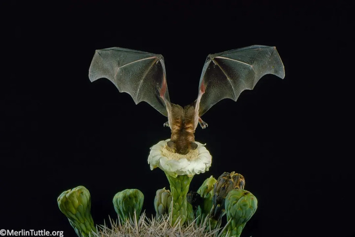 Малый листонос Leptonycteris yerbabuenae