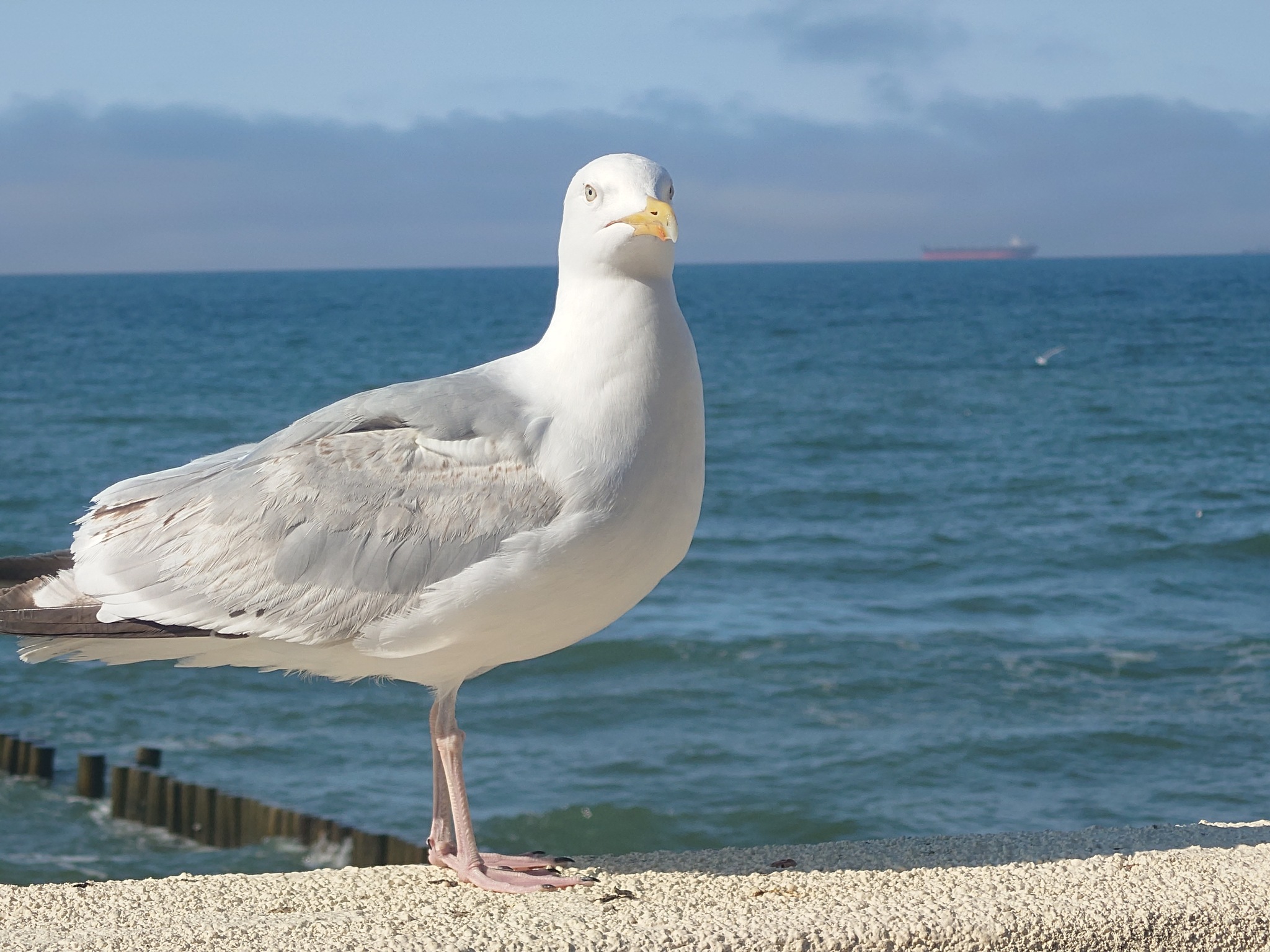 Great Black-backed Gull - My, Seagulls, Baltic Sea, Birds, Longpost