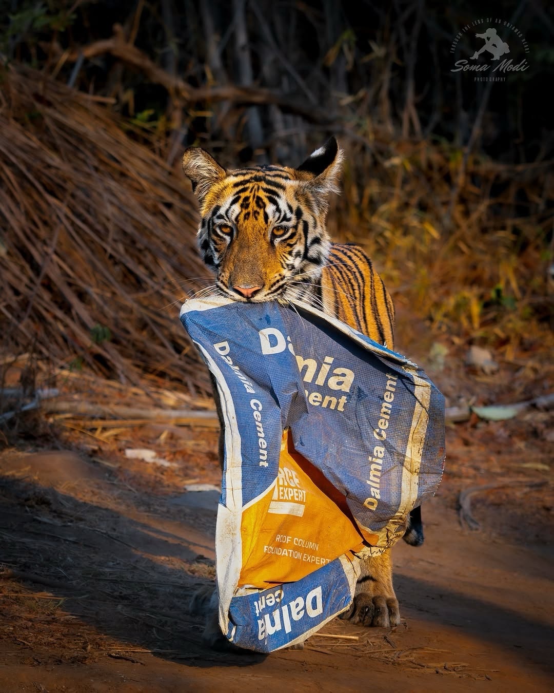Clean up after you here. - Series Tigers, Tiger cubs, Bengal tiger, Tiger, Big cats, Cat family, Predatory animals, Wild animals, wildlife, National park, India, Bags, Garbage, The photo, Longpost