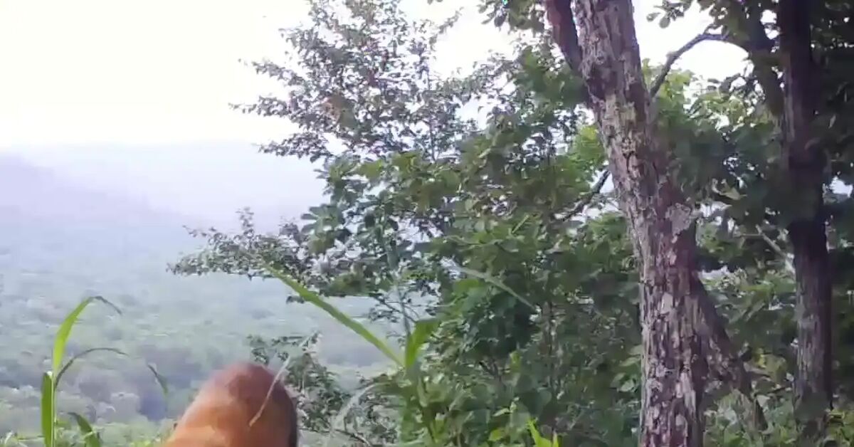The marten is the largest and most brightly colored marten. - Series Kunya, Kharza, Marten, Cunyi, Predatory animals, Wild animals, wildlife, Phototrap, National park, Land of the Leopard, Primorsky Krai, Video, Short videos, MAX messenger (link)