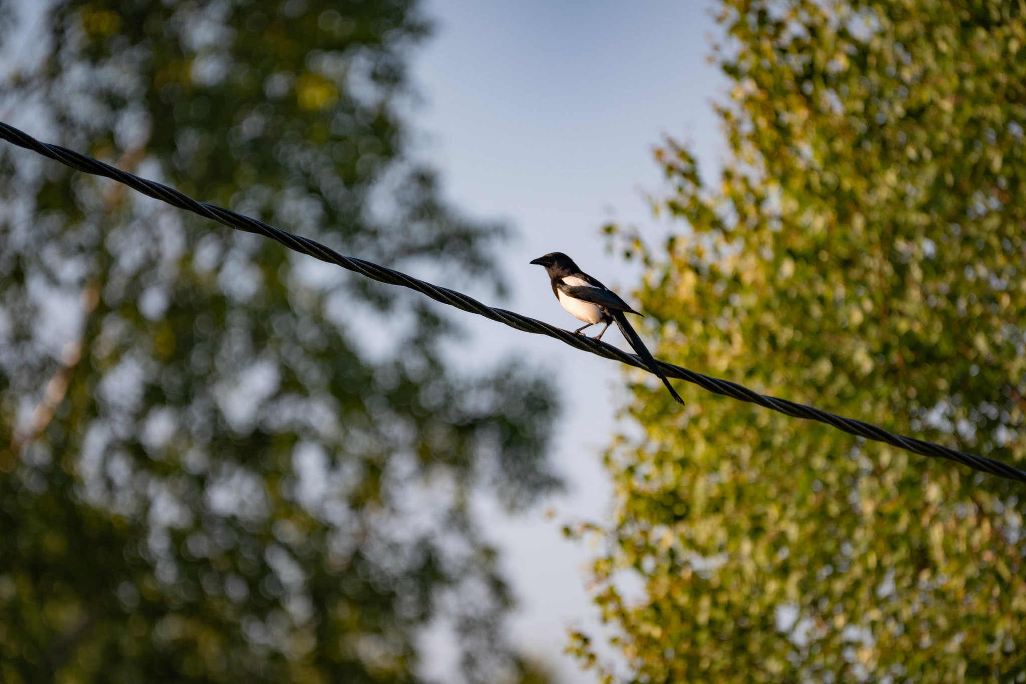 Magpie. Screams. - Series Photo hunting, My, Nikon, The photo, The nature of Russia, Vladimir region, Photo hunting, Magpie, Bird watching, Ornithology, Ornithology League, Hobby