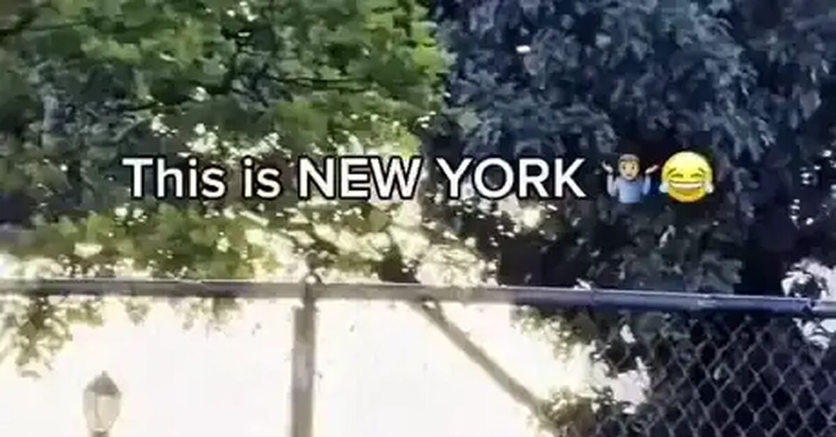 Dog is haram - Vertical video, Islam, USA, New York, Religion, Animals, Dog, Video