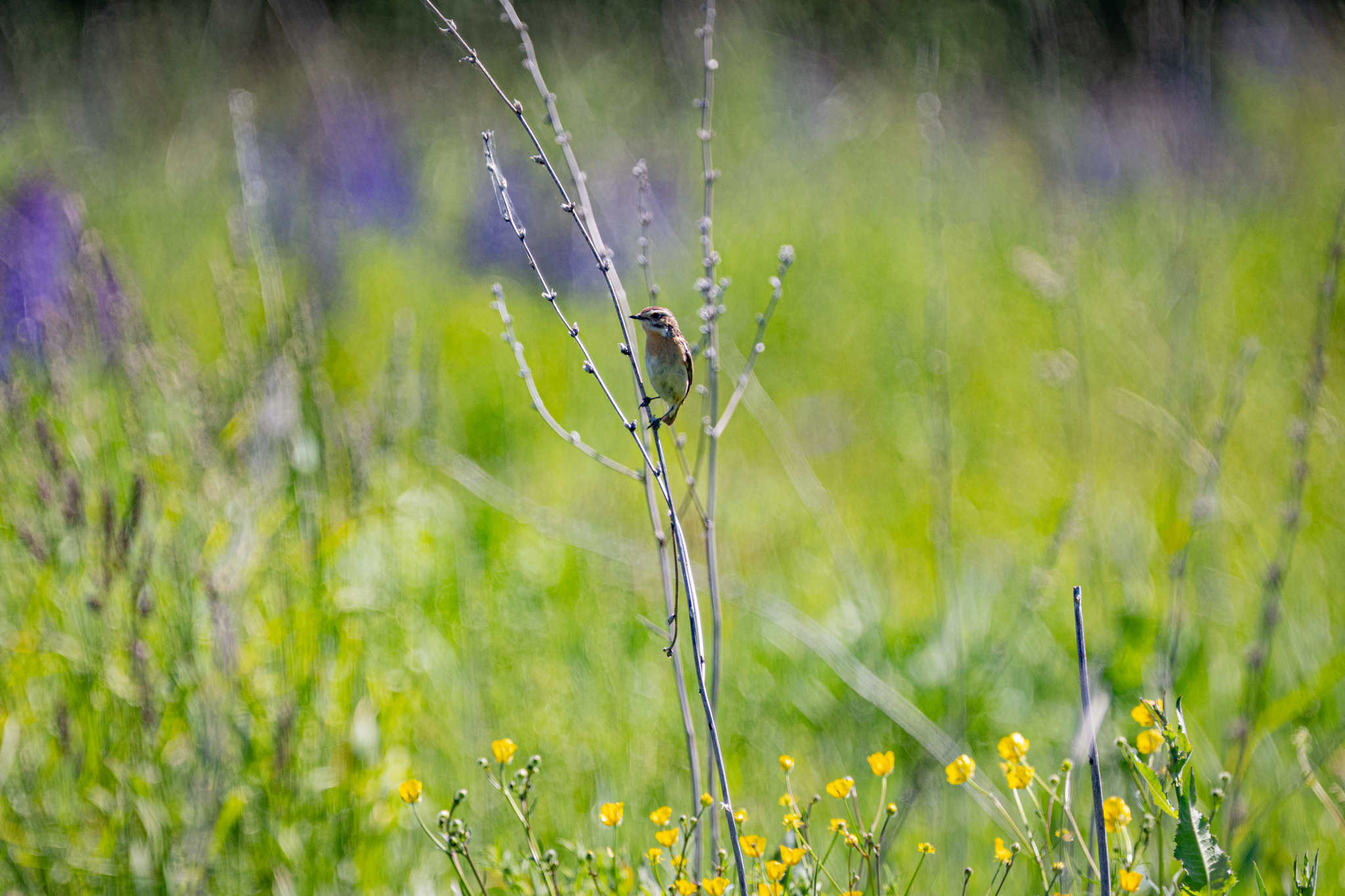 Meadow whinchat - Series Photo hunting, My, The nature of Russia, Photo hunting, Nikon, The photo, Vladimir region, Meadow Stonechat, Chisel, Bird watching, Ornithology, Ornithology League, Hobby