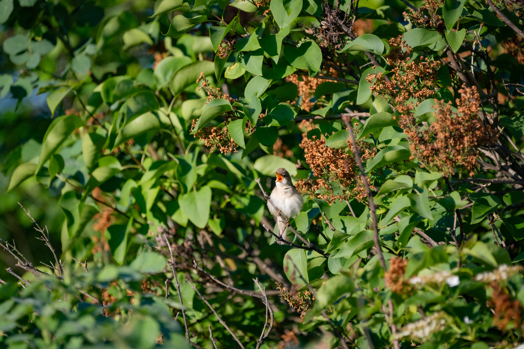 Common whitethroat. Screaming. - Series Photo hunting, My, The nature of Russia, Photo hunting, Nikon, The photo, gray warbler, Bird watching, Ornithology, Ornithology League, Hobby
