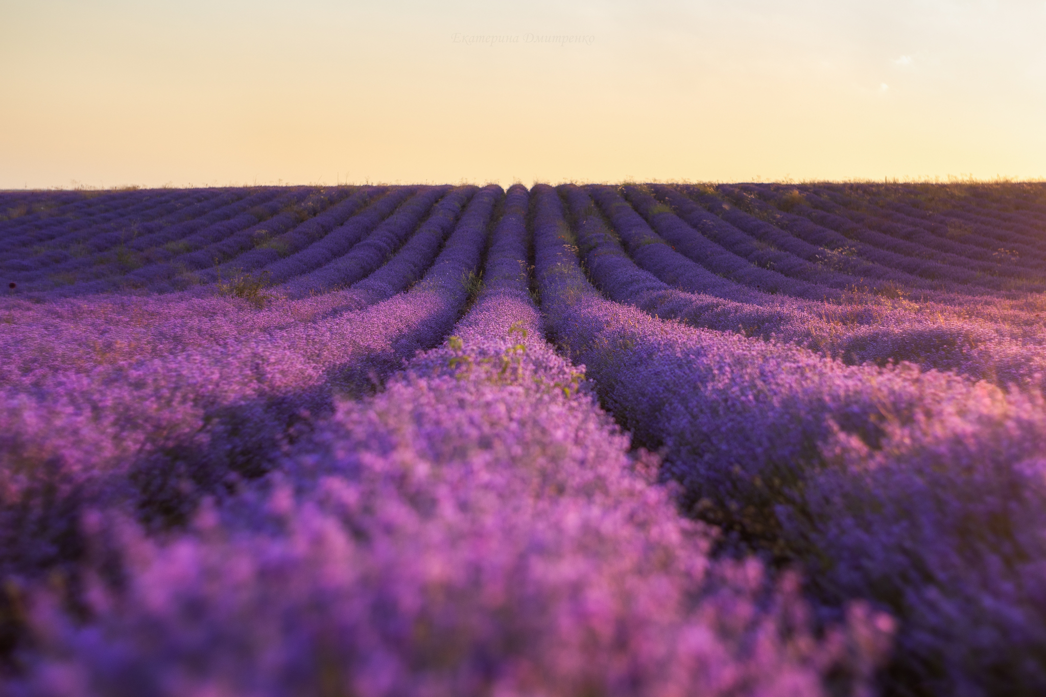 Morning in a Lavender Field. Continued - My, Landscape, The photo, Crimea, Sunrises and sunsets, Lavender, dawn, Flowers, Bakhchisarai, Sky, Beautiful view, Longpost, Morning