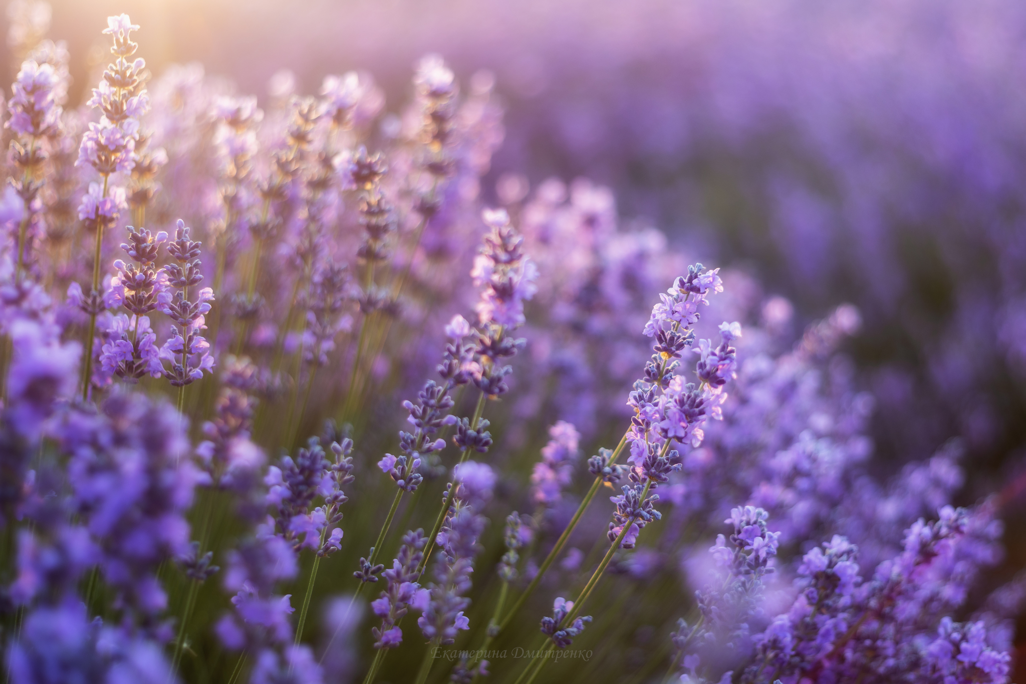 Morning in a Lavender Field. Continued - My, Landscape, The photo, Crimea, Sunrises and sunsets, Lavender, dawn, Flowers, Bakhchisarai, Sky, Beautiful view, Longpost, Morning
