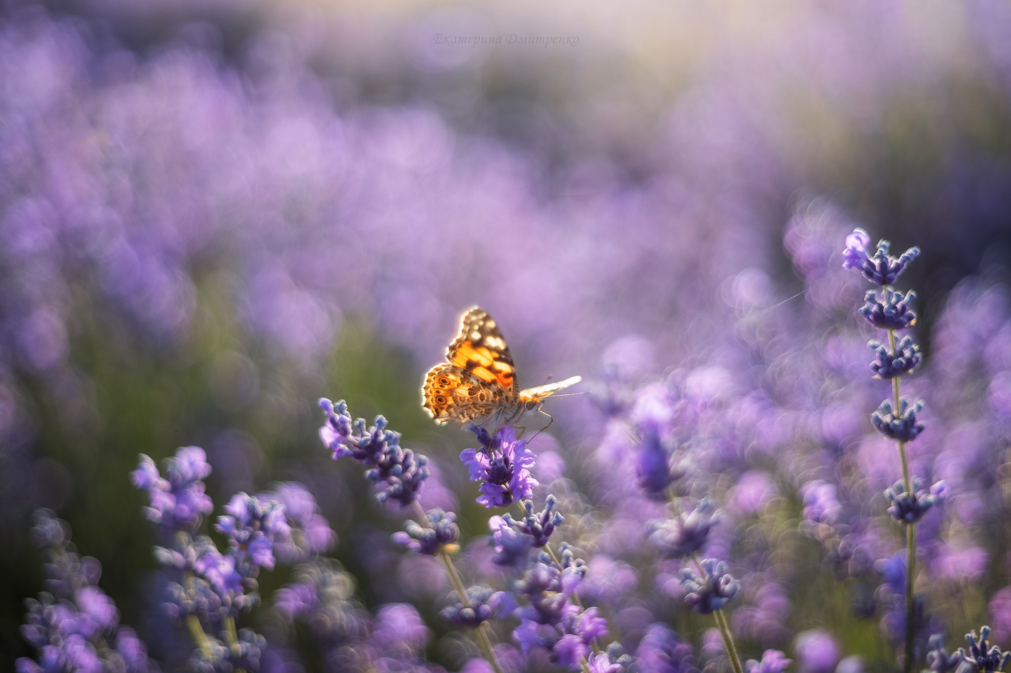 Morning in a Lavender Field. Continued - My, Landscape, The photo, Crimea, Sunrises and sunsets, Lavender, dawn, Flowers, Bakhchisarai, Sky, Beautiful view, Longpost, Morning