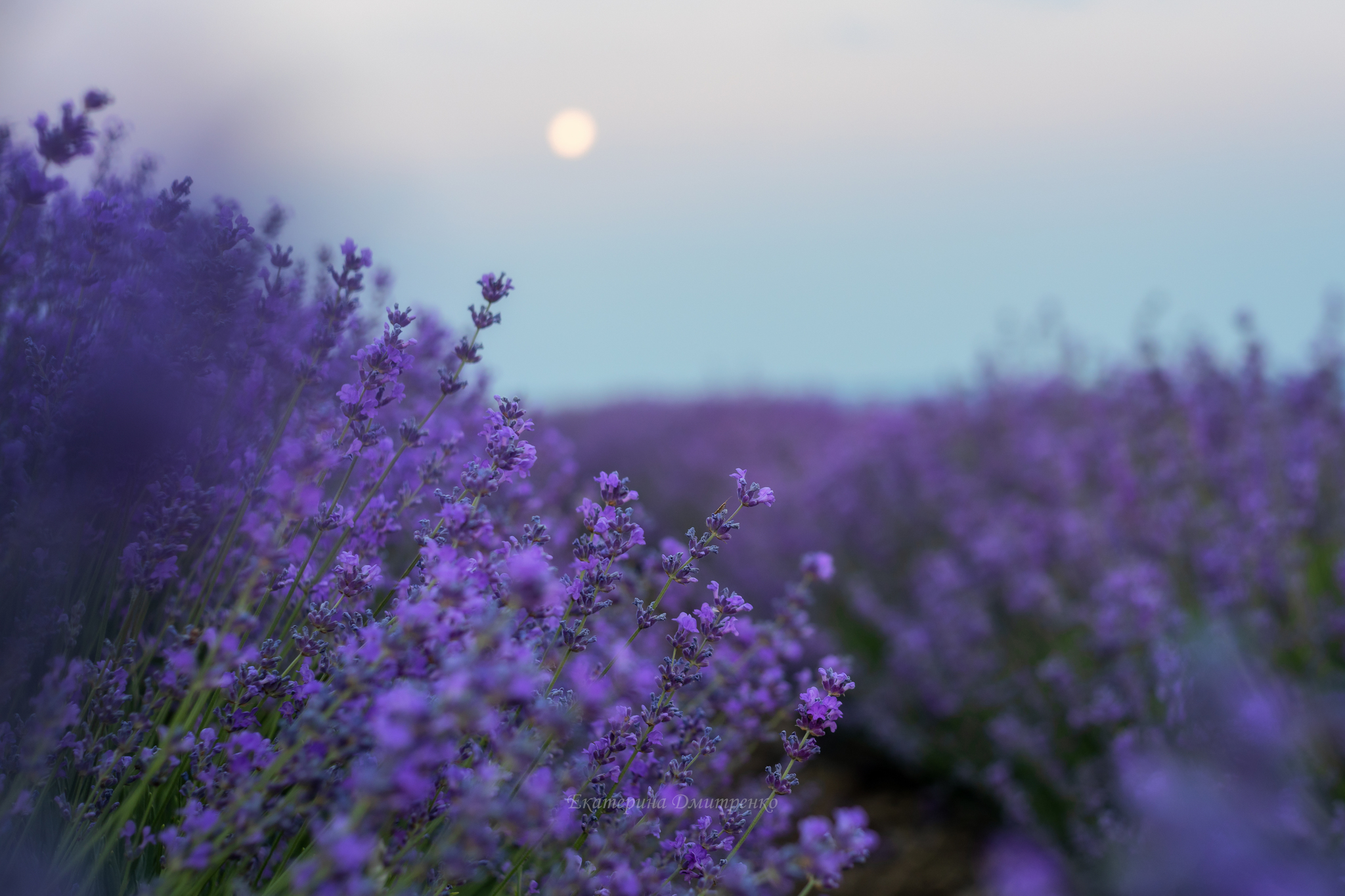 Morning in a Lavender Field. Continued - My, Landscape, The photo, Crimea, Sunrises and sunsets, Lavender, dawn, Flowers, Bakhchisarai, Sky, Beautiful view, Longpost, Morning