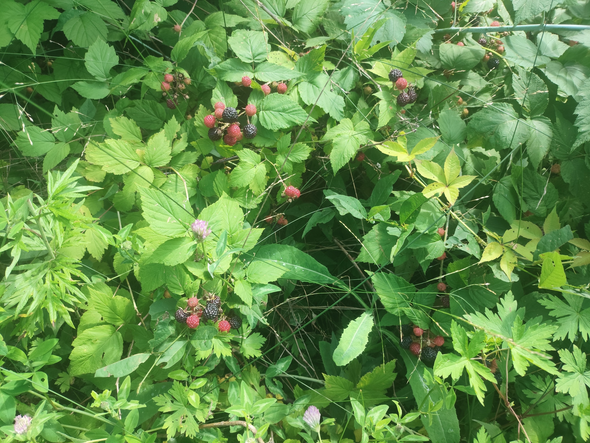 Black raspberry - My, Дальний Восток, Primorsky Krai, Forest, Vladivostok, Raspberries, Raspberry jam, Longpost