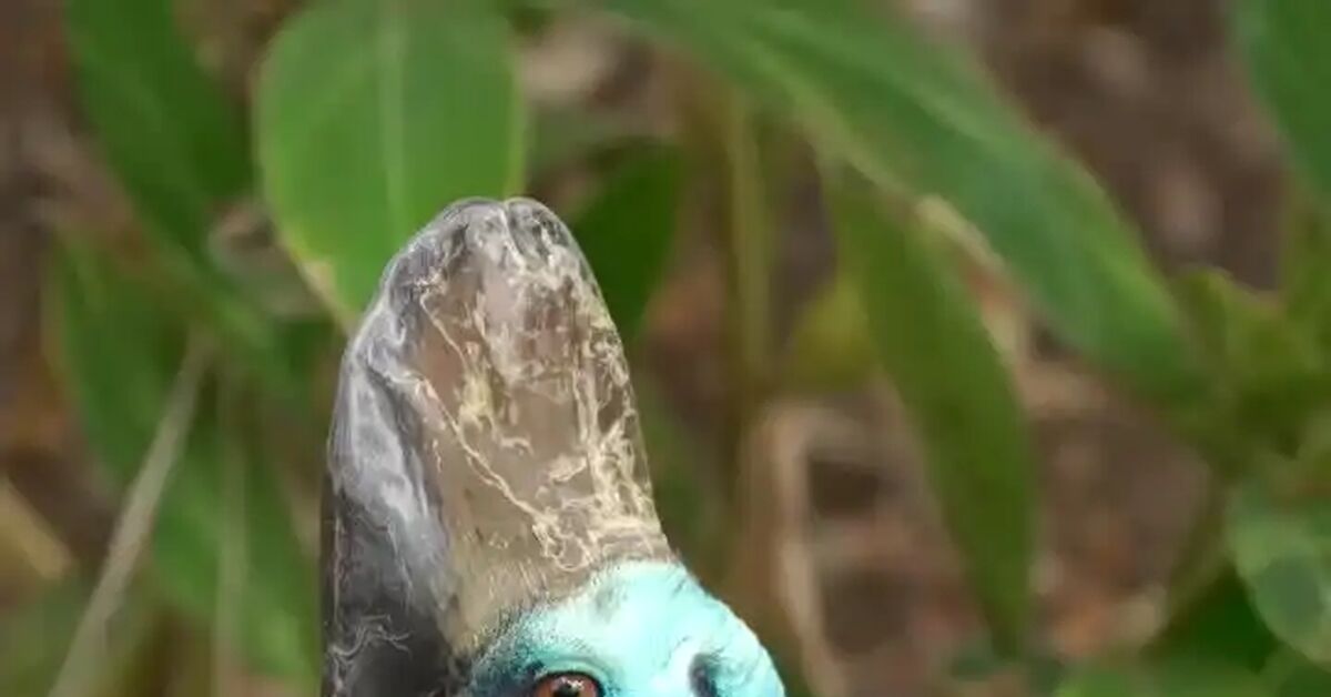 Southern cassowary - Cassowary, Birds, Wild animals, Zoo, Video, Soundless, Vertical video, Short videos