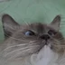 SchastlivyyCat