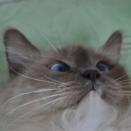 SchastlivyyCat