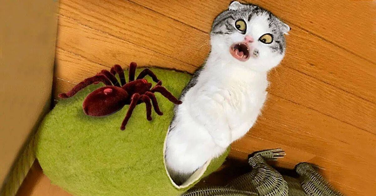 Funny and amusing animals))) - Rutube, Humor, Animals, Funny animals, Pets, cat, Dog, Fat cats, Cats and dogs together, Kittens, Puppies, Paws, Milota, Cat lovers, Dog lovers, Video