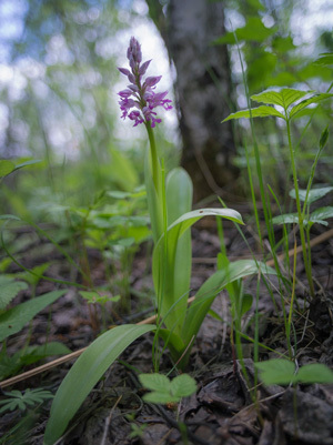 �������� ����������� (Orchis militaris)