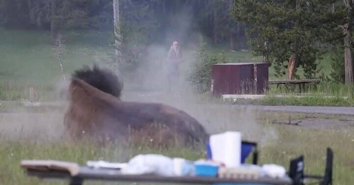 Bison mating rituals - Buffalo, USA, National park, Mating games, Yellowstone, Yellowstone Park, Tourism, Туристы, Video, Video VK, Catch-up, Accordion