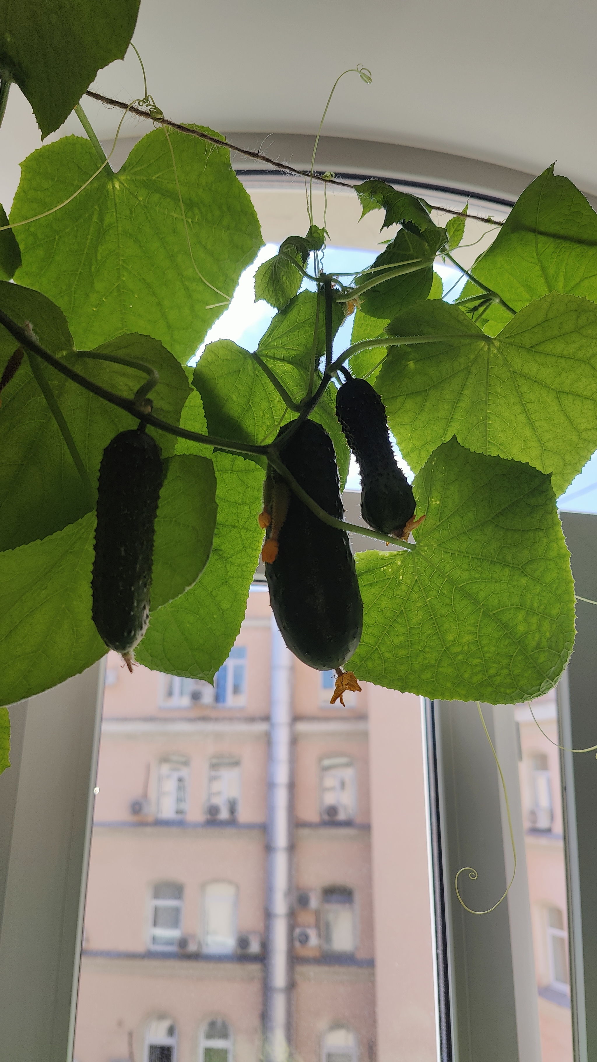 A Window Garden. Part 4: Interim Results - My, Hot peppers, Houseplants, Growing, Plant growing, Longpost, Series Vegetable garden on the windowsill