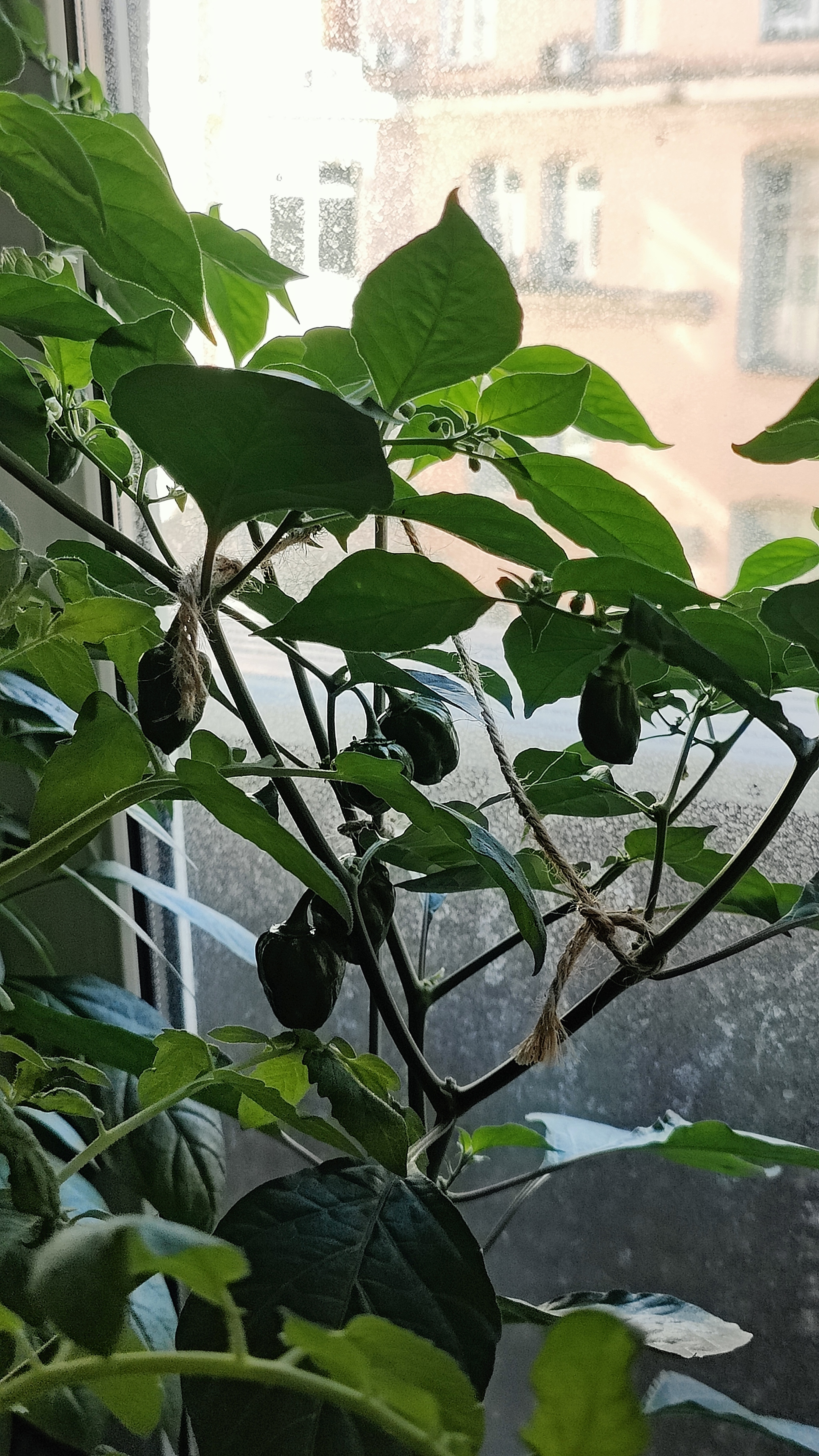 A Window Garden. Part 4: Interim Results - My, Hot peppers, Houseplants, Growing, Plant growing, Longpost, Series Vegetable garden on the windowsill