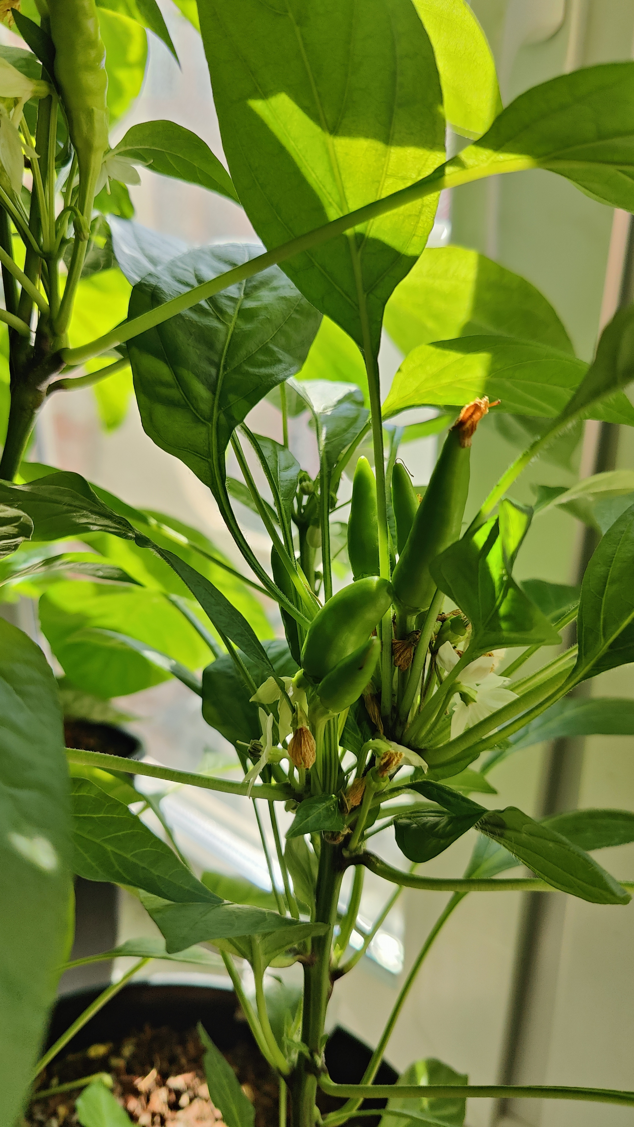 A Window Garden. Part 4: Interim Results - My, Hot peppers, Houseplants, Growing, Plant growing, Longpost, Series Vegetable garden on the windowsill