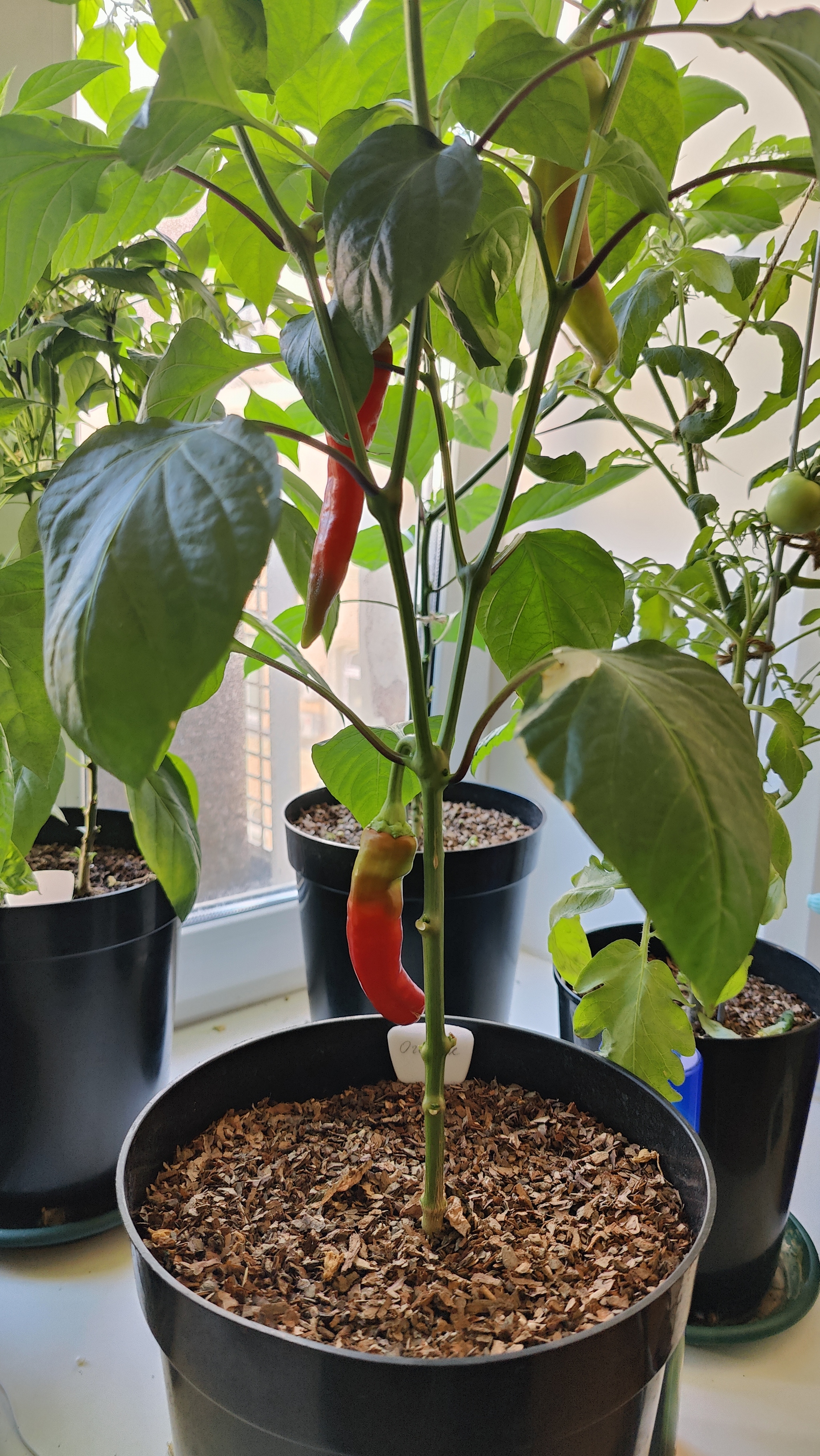 A Window Garden. Part 4: Interim Results - My, Hot peppers, Houseplants, Growing, Plant growing, Longpost, Series Vegetable garden on the windowsill