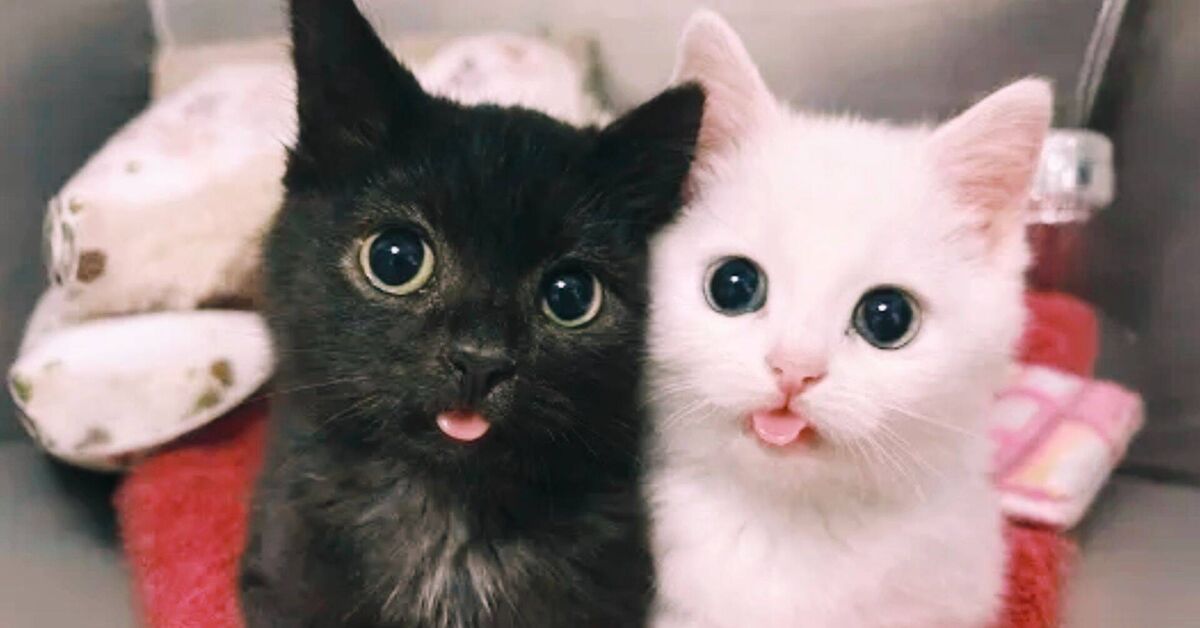 THE FUNNIEST ANIMALS OF 2026: CAT Pranks, FUNNY CATS, FUNNY VIDEOS - Humor, cat, Animals, Video, Rutube