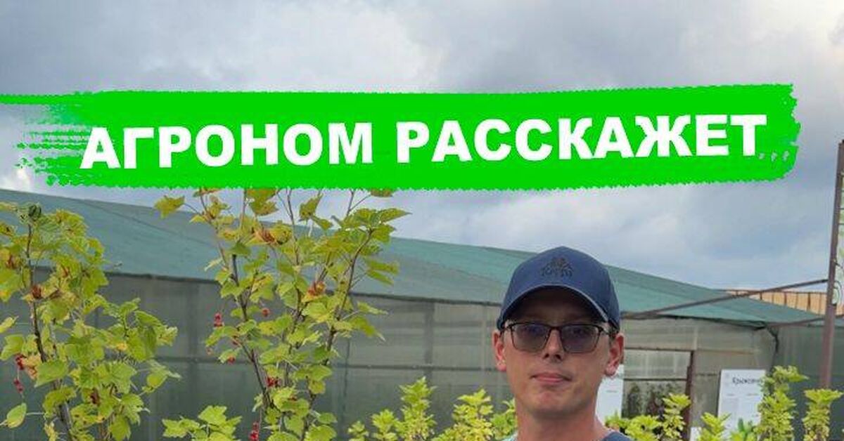 Можно ли обрабатывать кусты с урожаем? - Моё, Сад, Растениеводство, Садоводство, Растения, Болезнь, Вредители, Опрыскивание, Урожай, Видео, Rutube, Короткие видео