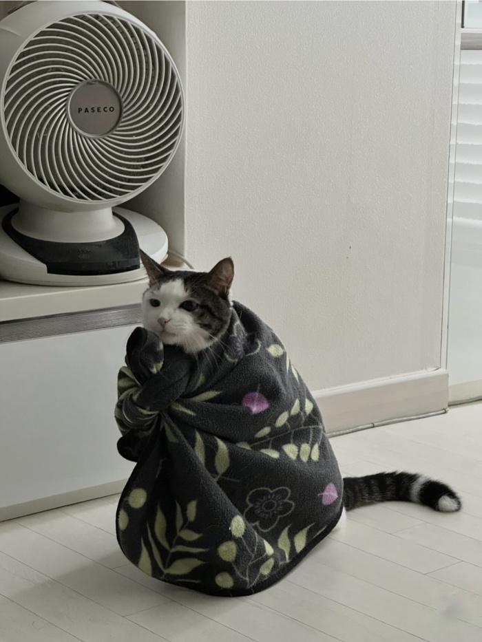 Кот дня