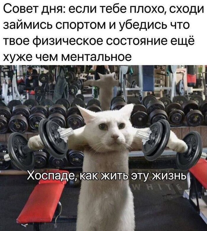 Как же без котиков?