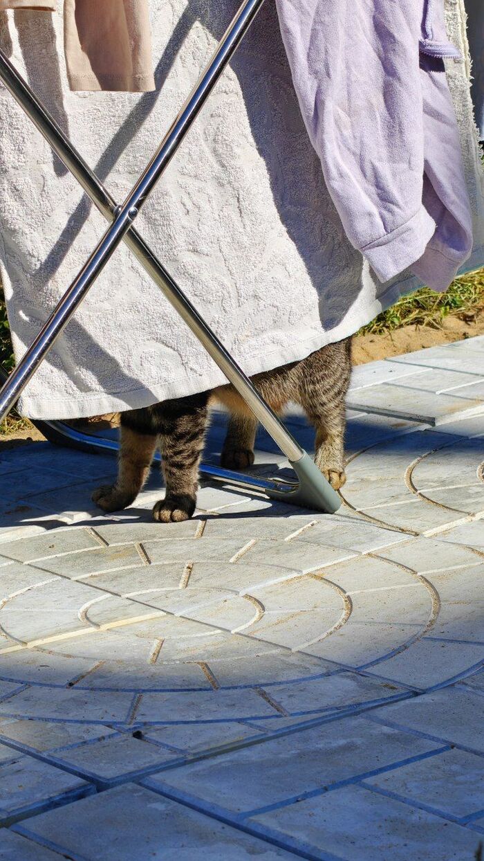 Кошачий шпионаж