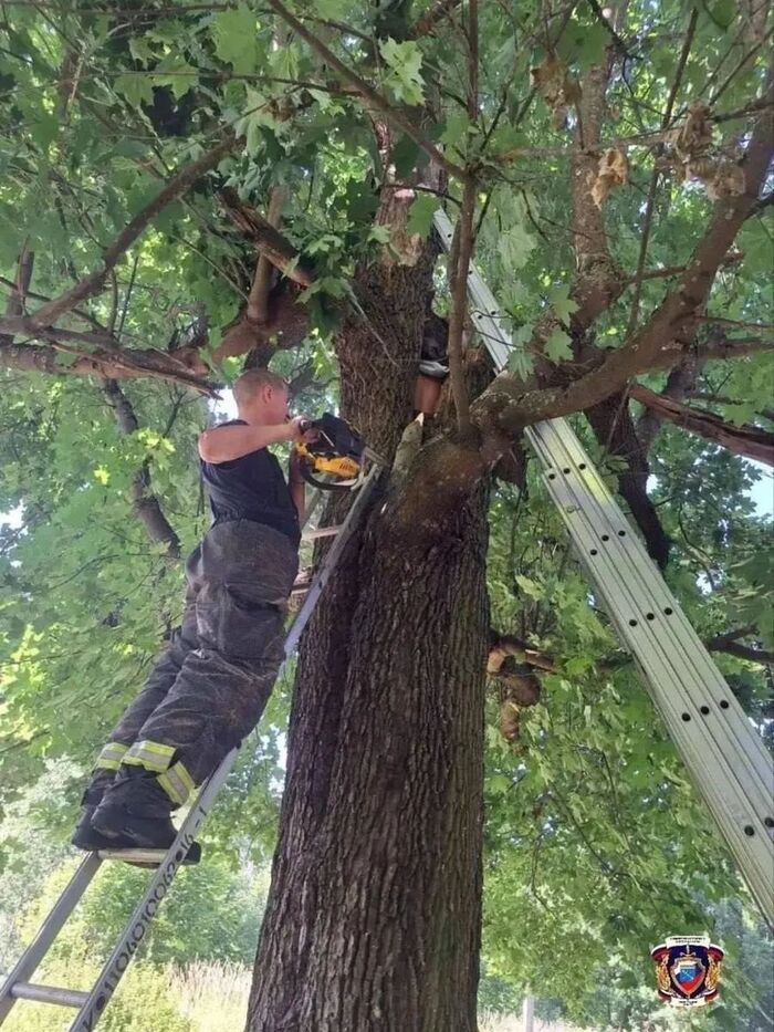 Мужчина застрял в дупле дерева на сутки в Ленобласти