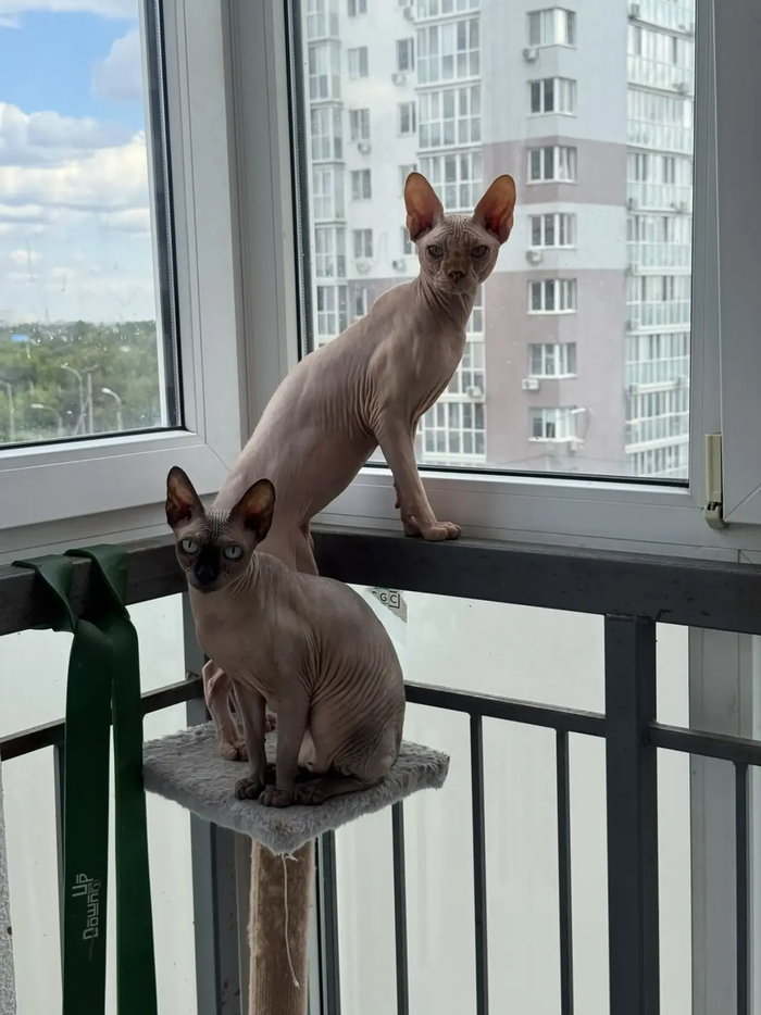 Лысый дозор