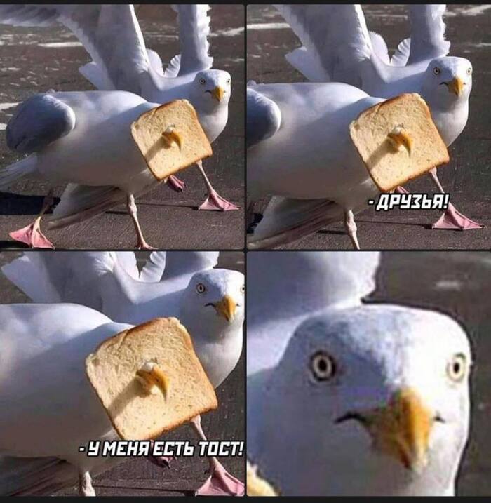 Тост