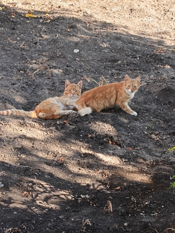 Котобратия