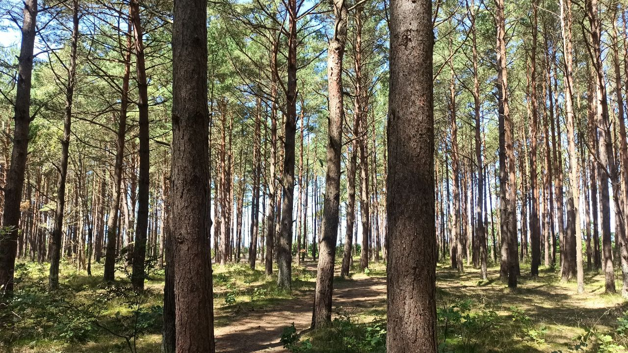 And about the weather in Kaliningrad - Series Kaliningrad and the region, My, Weather, Summer, Sea, The sun, Beach, Sand, Pine, Kaliningrad, Kaliningrad region, Baltic Sea, Cities of Russia, Travels, Dacha, sights, Longpost