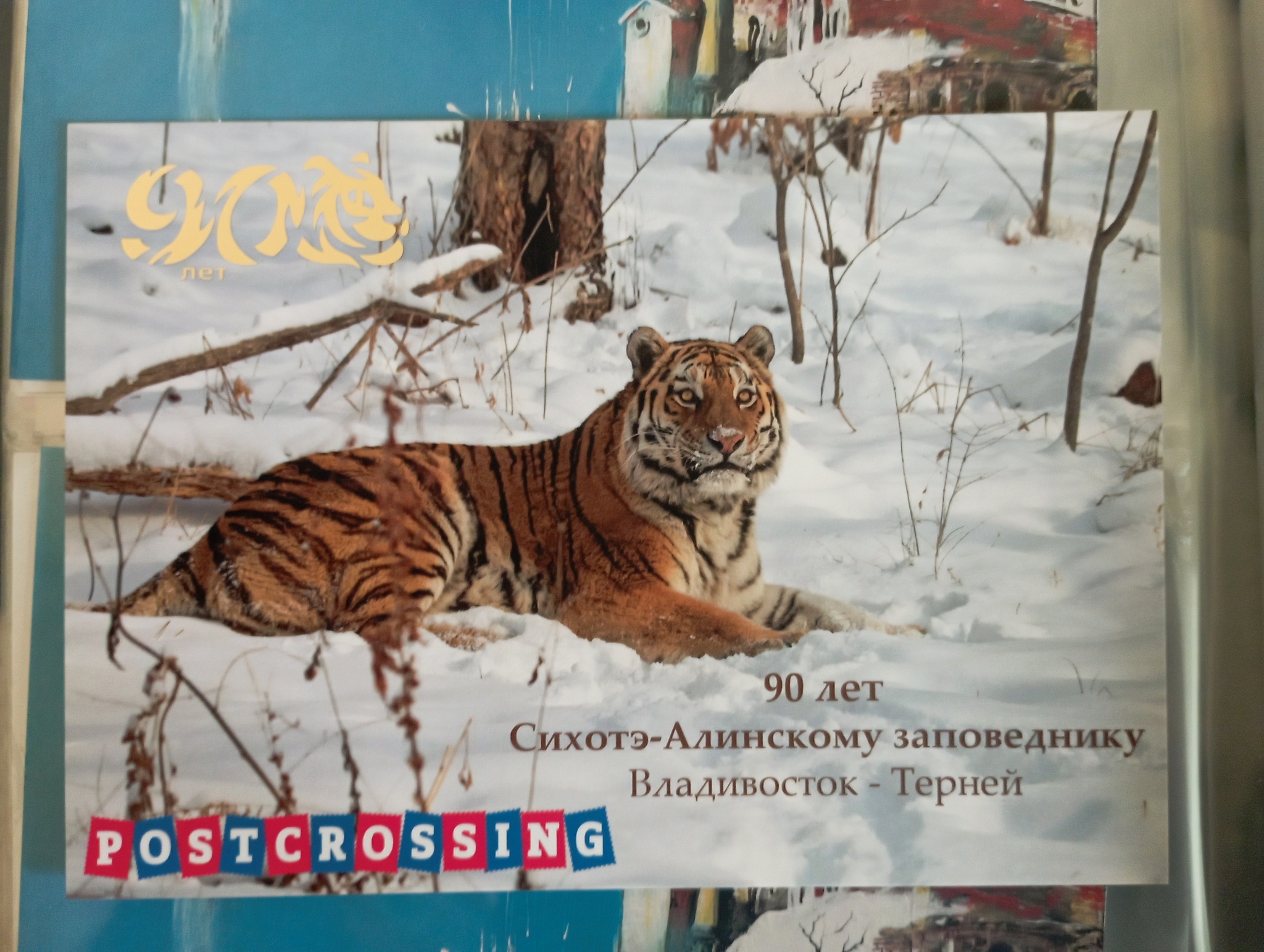 Collection of postcards Vladivostok/Primorye - My, Postcard, Postcrossing, Vladivostok, Primorsky Krai, Amur tiger, Дальний Восток