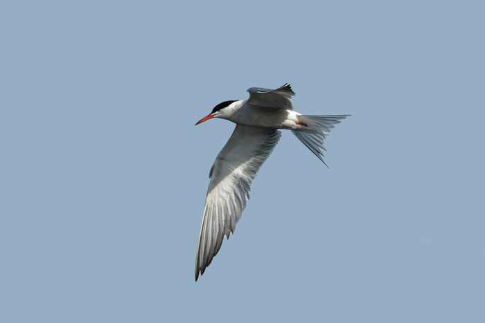Птица обломинго