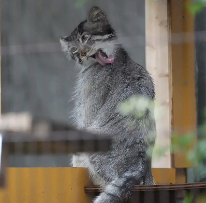 ����, ������� ���������, �������� pallas_cat_gon