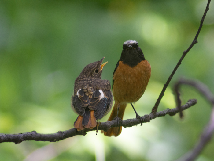 Папа! Дай еды!🐦🌳🙏