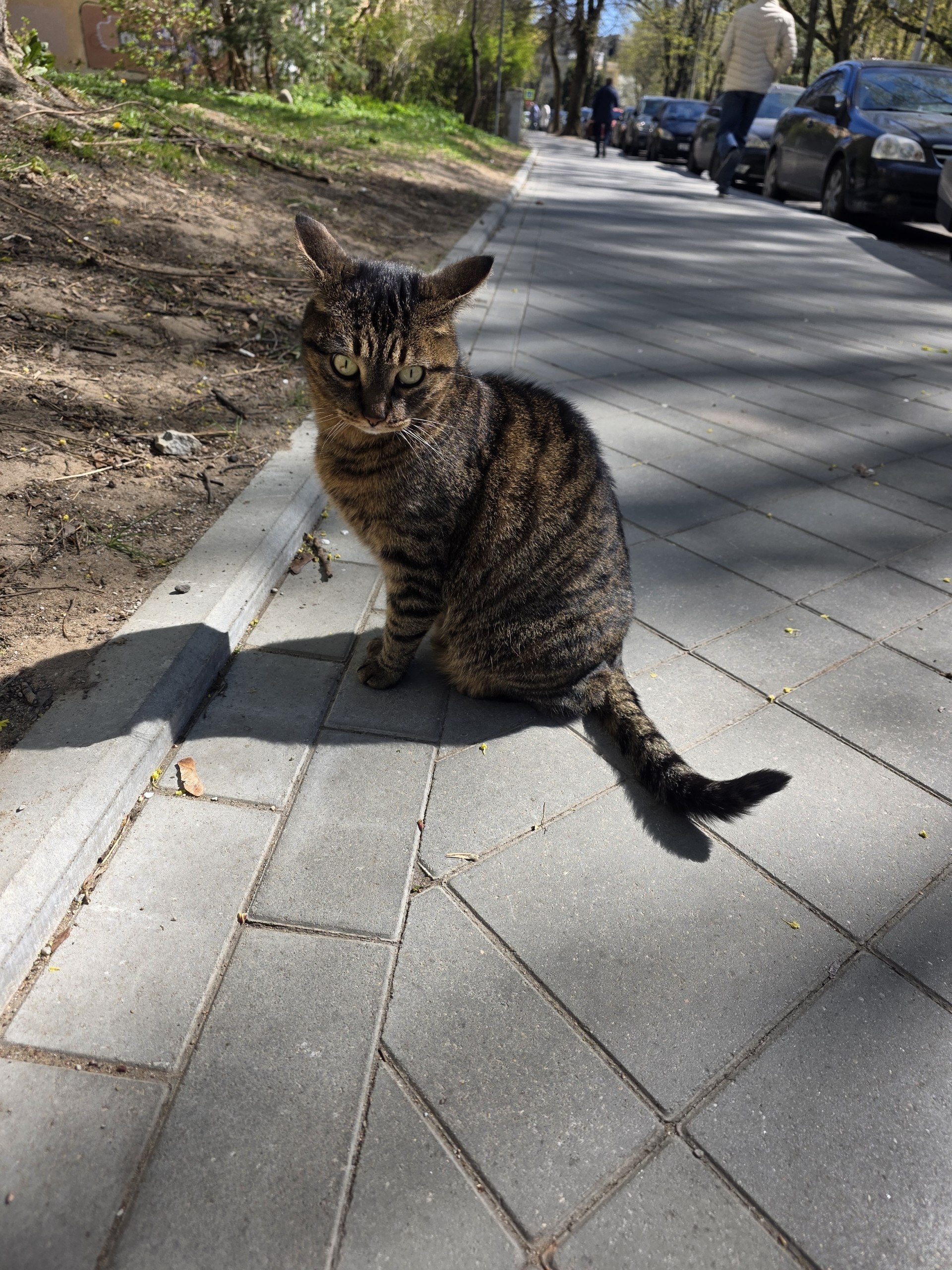 Uprt - Series Animals, My, Street photography, The photo, City walk, cat, Animals, Kaliningrad region, Kaliningrad, Longpost