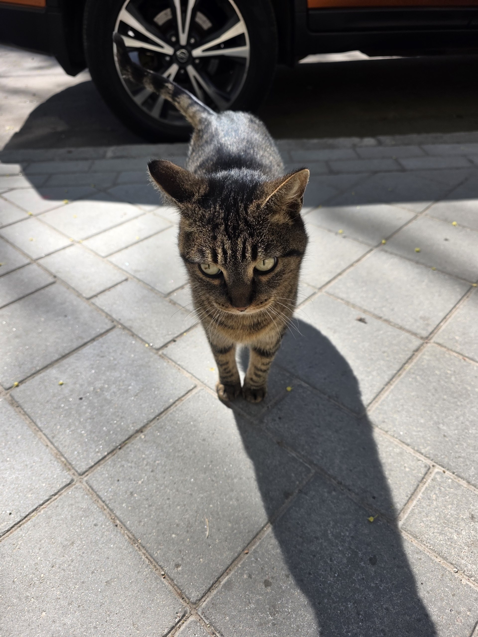 Uprt - Series Animals, My, Street photography, The photo, City walk, cat, Animals, Kaliningrad region, Kaliningrad, Longpost