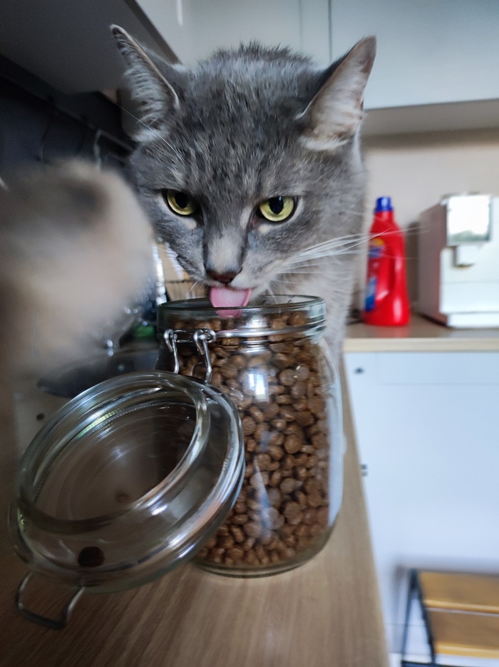 Внимание! Котик ворует корм из баночки