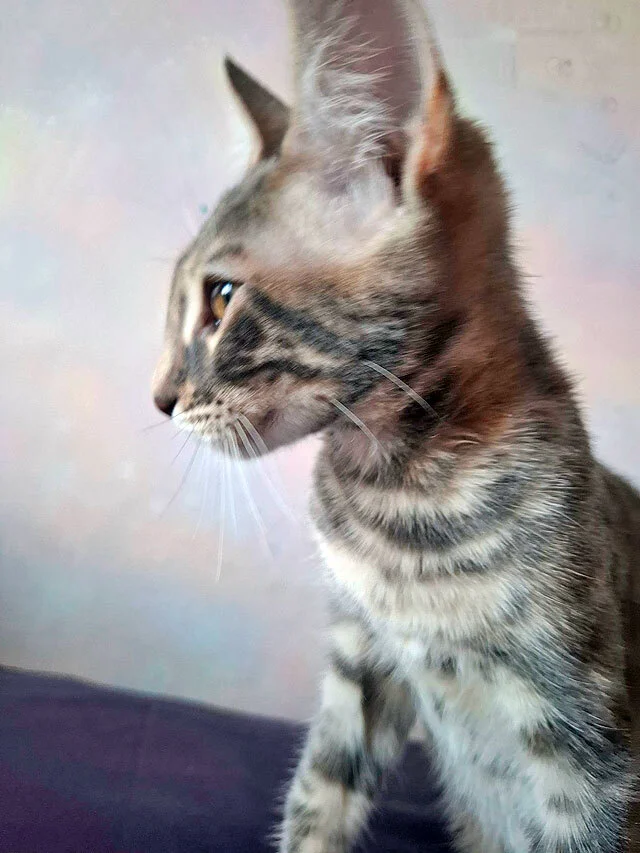 The most wonderful kittens are looking for a home. - In good hands, Moscow, Moscow region, cat, Kittens, Bengal cat, Maine Coon, Tricolor cat, No rating, Longpost