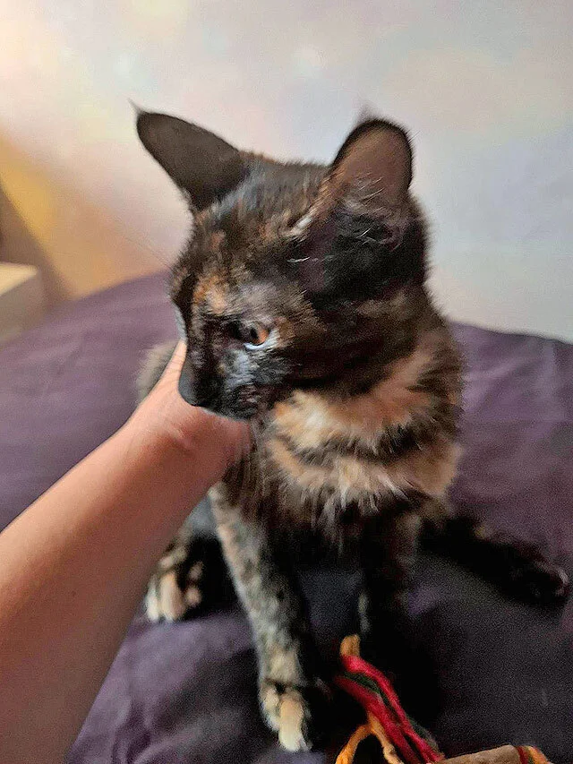 The most wonderful kittens are looking for a home. - In good hands, Moscow, Moscow region, cat, Kittens, Bengal cat, Maine Coon, Tricolor cat, No rating, Longpost