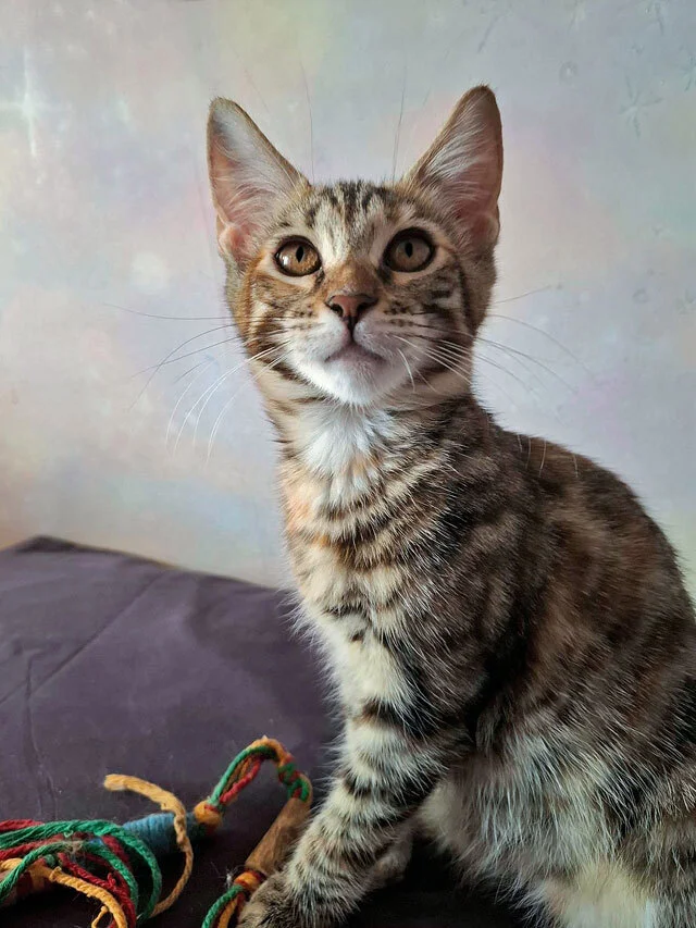 The most wonderful kittens are looking for a home. - In good hands, Moscow, Moscow region, cat, Kittens, Bengal cat, Maine Coon, Tricolor cat, No rating, Longpost