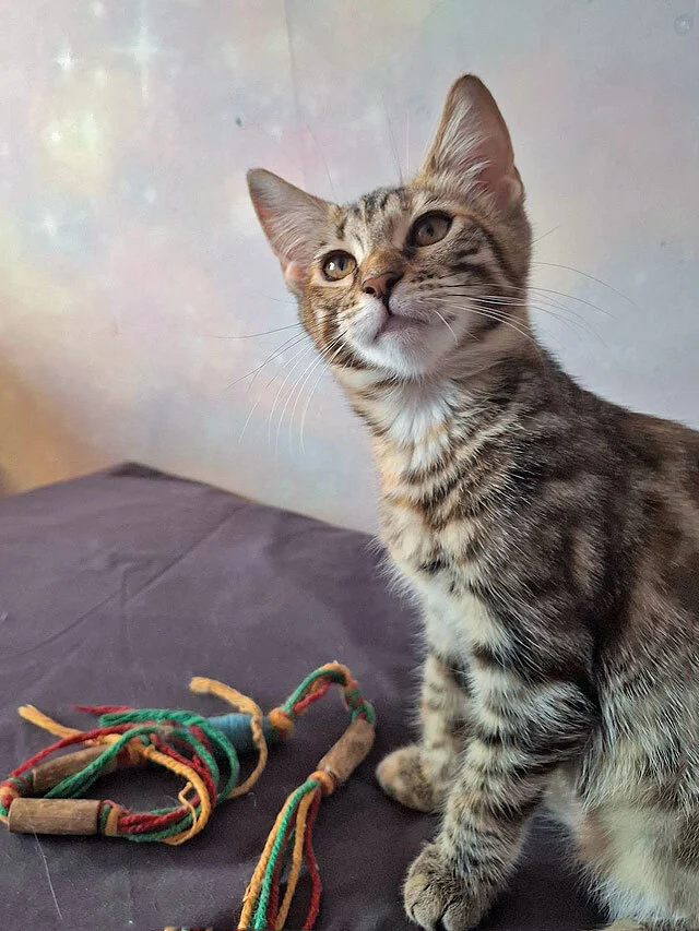 The most wonderful kittens are looking for a home. - In good hands, Moscow, Moscow region, cat, Kittens, Bengal cat, Maine Coon, Tricolor cat, No rating, Longpost